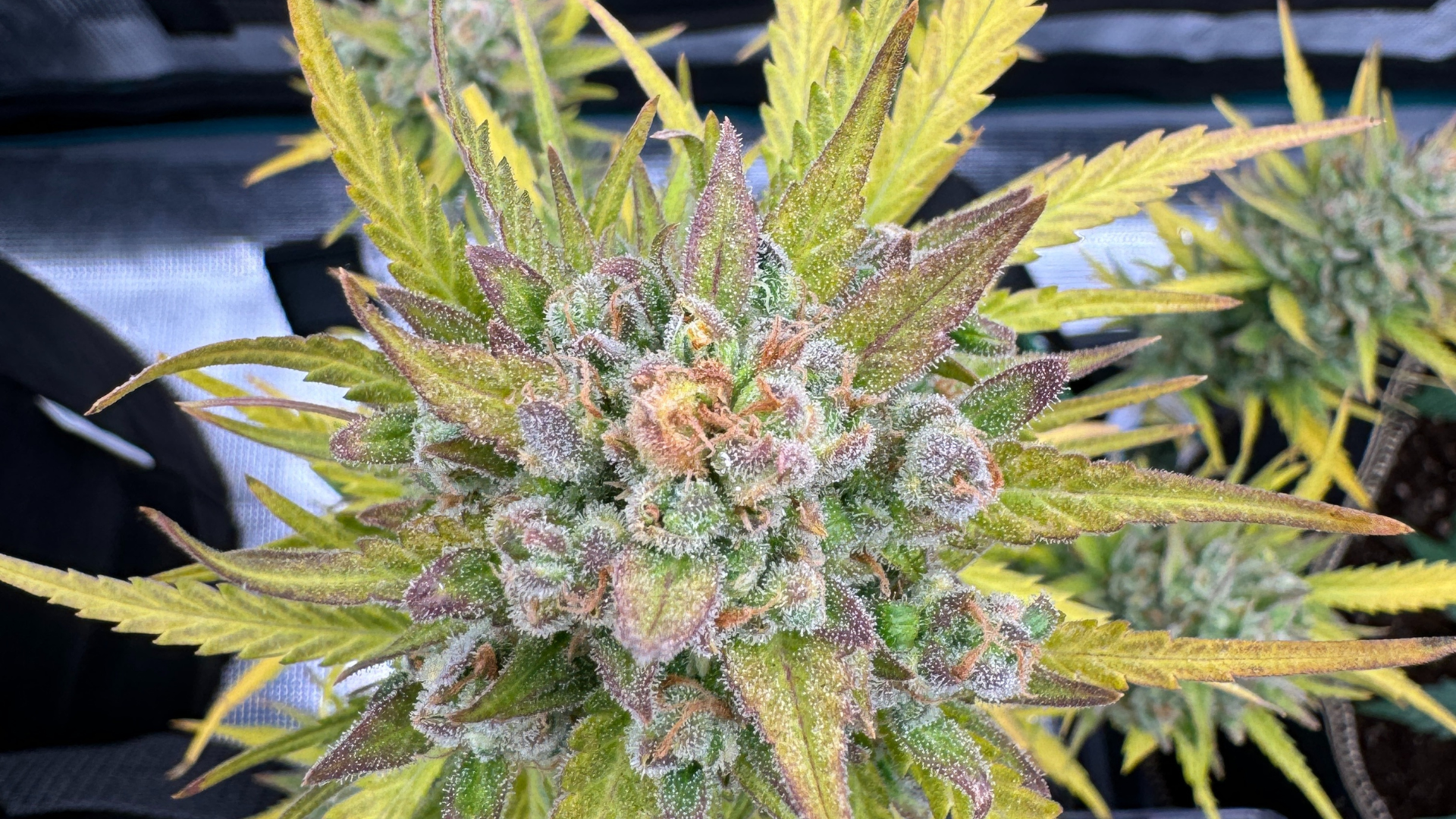 Vergilbte Blätter Cannabis