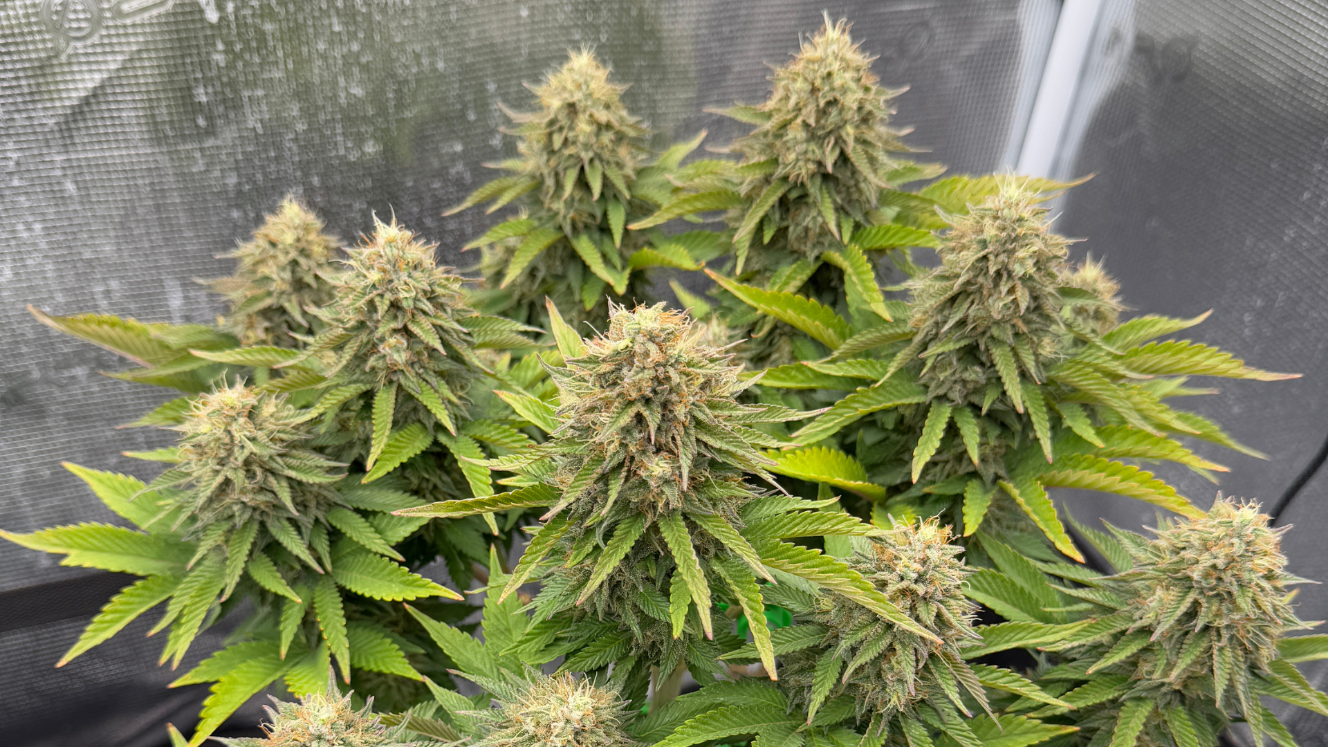 Marihuana Pflanze