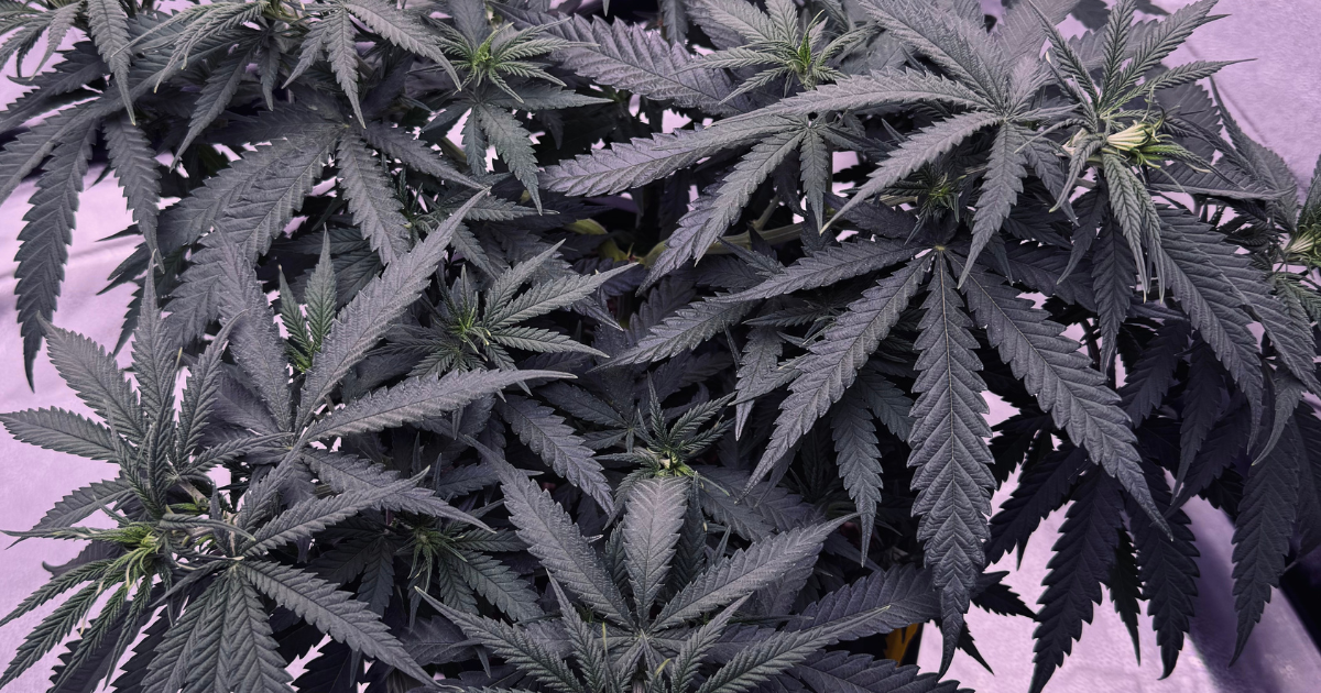 White Widow
