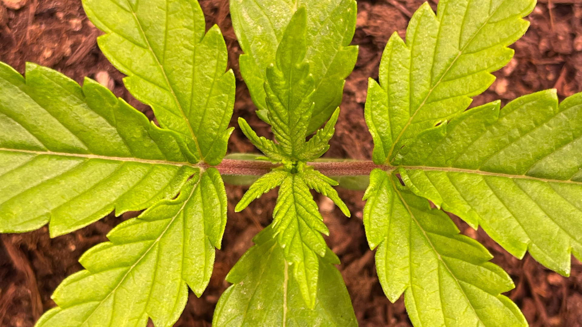 Cannabis Pflanze ganz Nahe