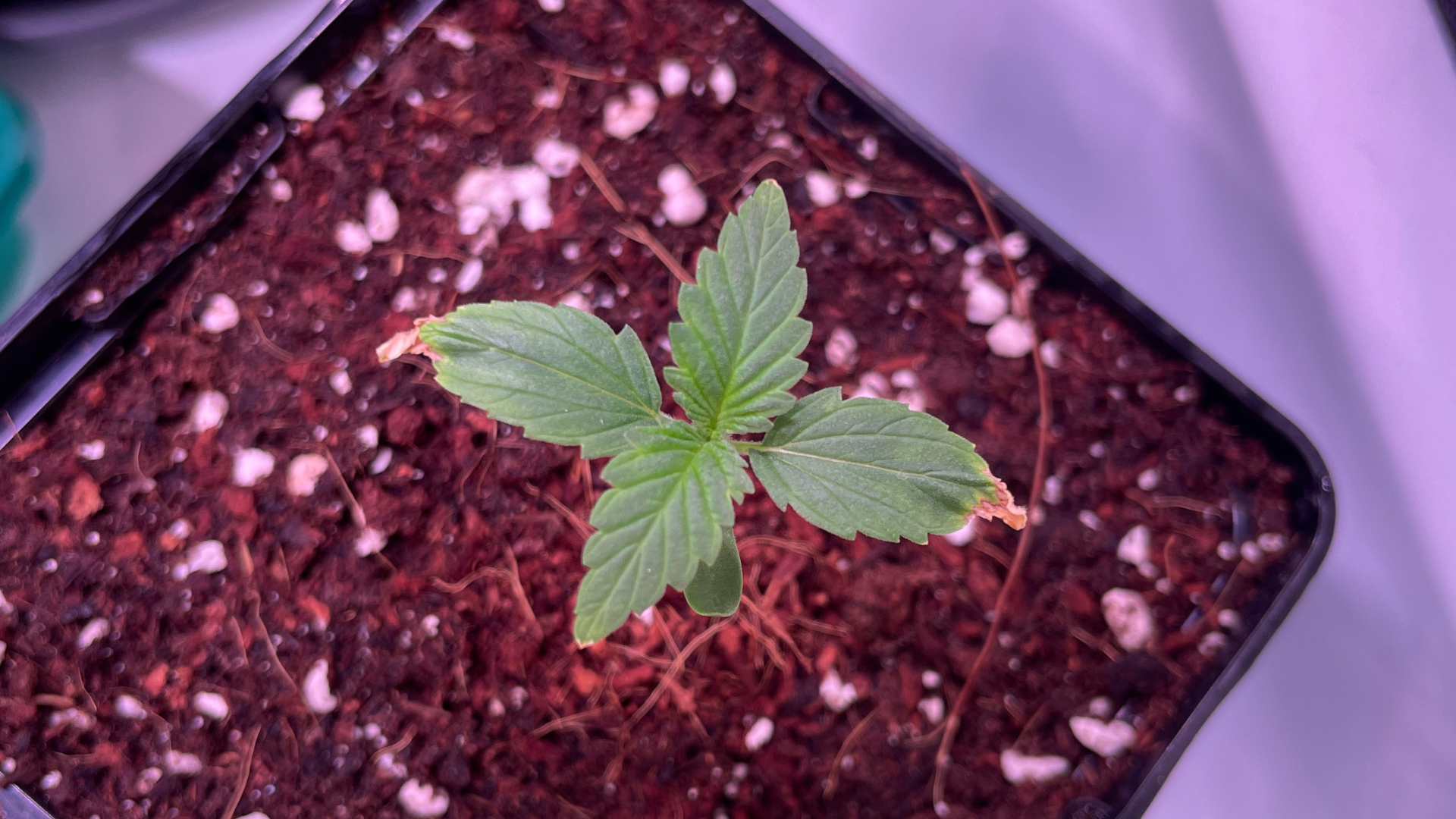 Cannabis Steckling