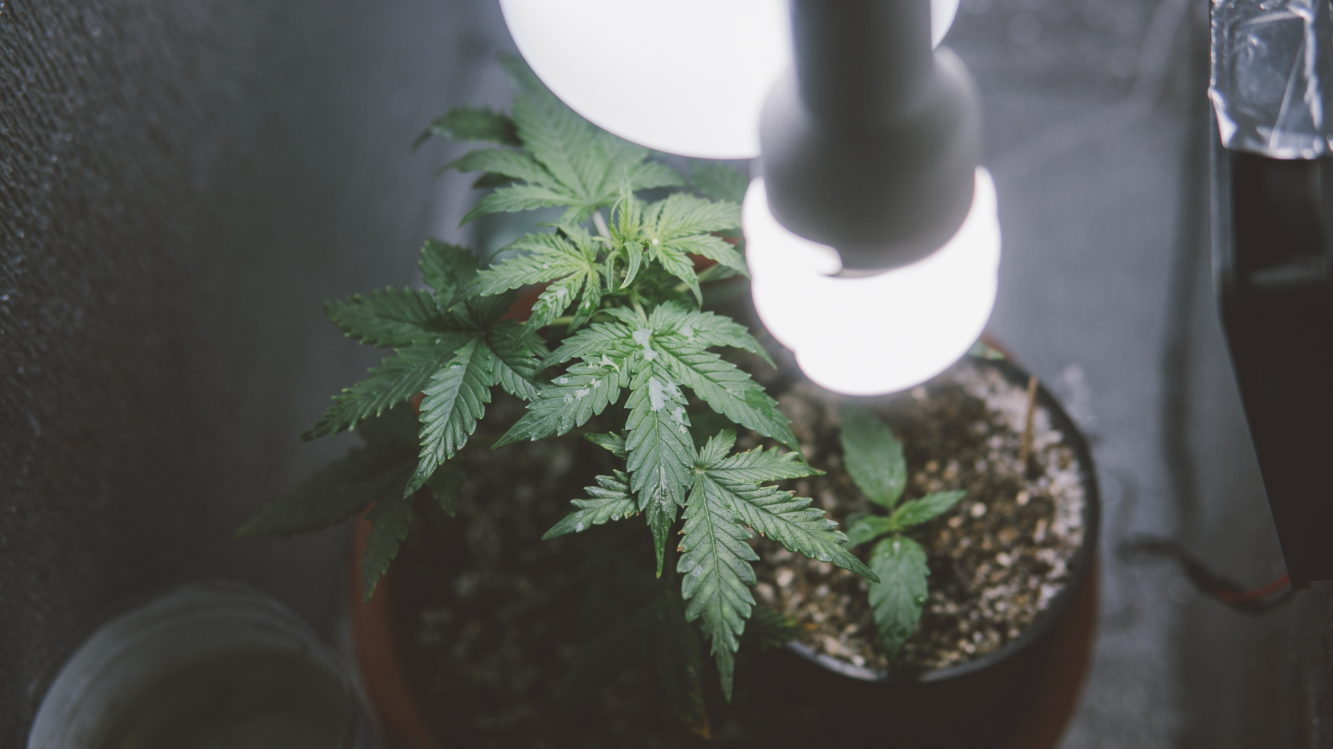 Cannabis Beleuchtung