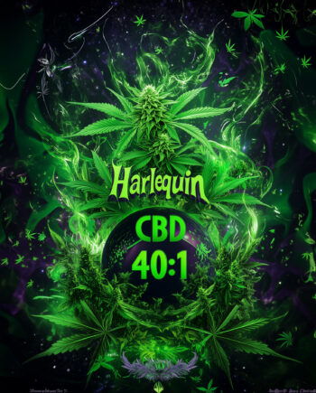 Nordkraut Harlequin CBD 40:1