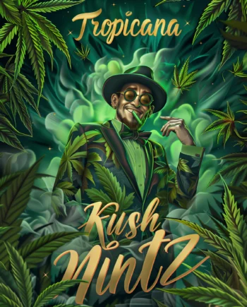 Nordkraut Tropicana x Kush Mintz